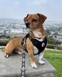 Lost Male Dog last seen Van Wig / Judith St., La Puente, CA 91746