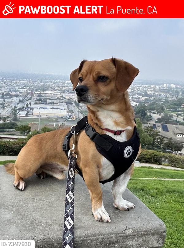 Lost Male Dog last seen Van Wig / Judith St., La Puente, CA 91746
