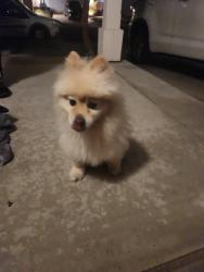 Found/Stray Female Dog last seen Exploration Galls, Chula Vista, CA 91915