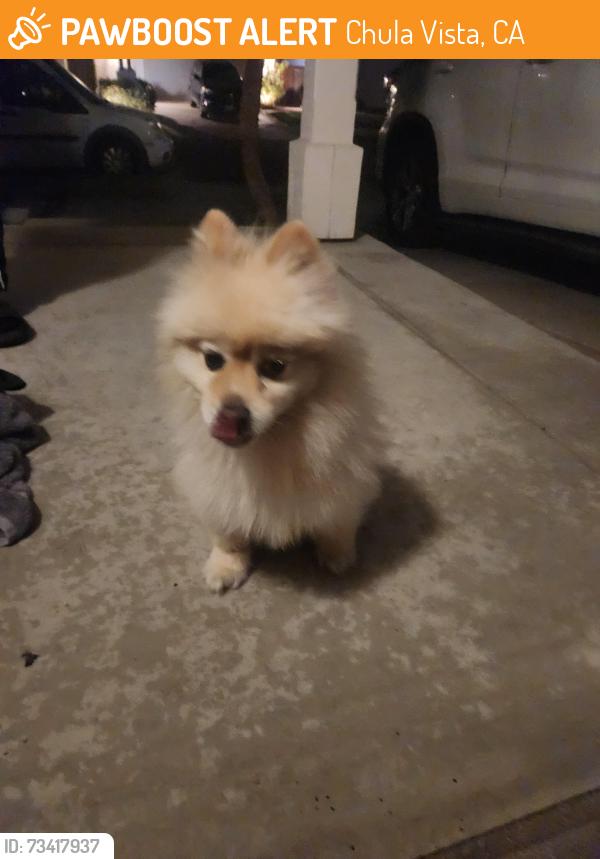 Found/Stray Female Dog last seen Exploration Galls, Chula Vista, CA 91915