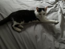 Reunited Female Cat last seen New kings road, Greater London, England 