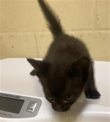 Shelter Stray Male Cat last seen W STOCKTON BLVD & COTTON LN, 2127 Front St, Sacramento, CA 95818, USA