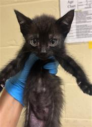 Shelter Stray Male Cat last seen LARAMORE WAY & 25TH ST, 2127 Front St, Sacramento, CA 95818, USA