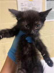Shelter Stray Female Cat last seen LARAMORE WAY & 25TH ST, 2127 Front St, Sacramento, CA 95818, USA
