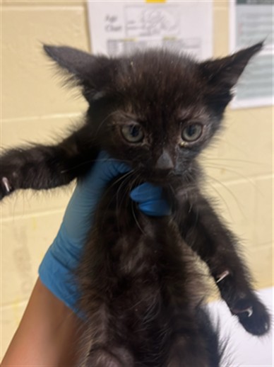 Shelter Stray Female Cat last seen LARAMORE WAY & 25TH ST, 2127 Front St, Sacramento, CA 95818, USA