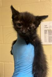 Shelter Stray Male Cat last seen LARAMORE WAY & 25TH ST, 2127 Front St, Sacramento, CA 95818, USA