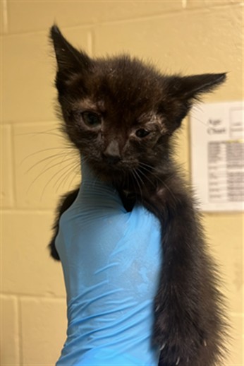Shelter Stray Male Cat last seen LARAMORE WAY & 25TH ST, 2127 Front St, Sacramento, CA 95818, USA
