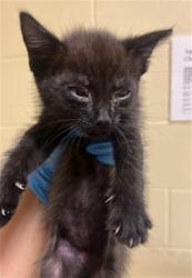 Shelter Stray Male Cat last seen LARAMORE WAY & 25TH ST, 2127 Front St, Sacramento, CA 95818, USA