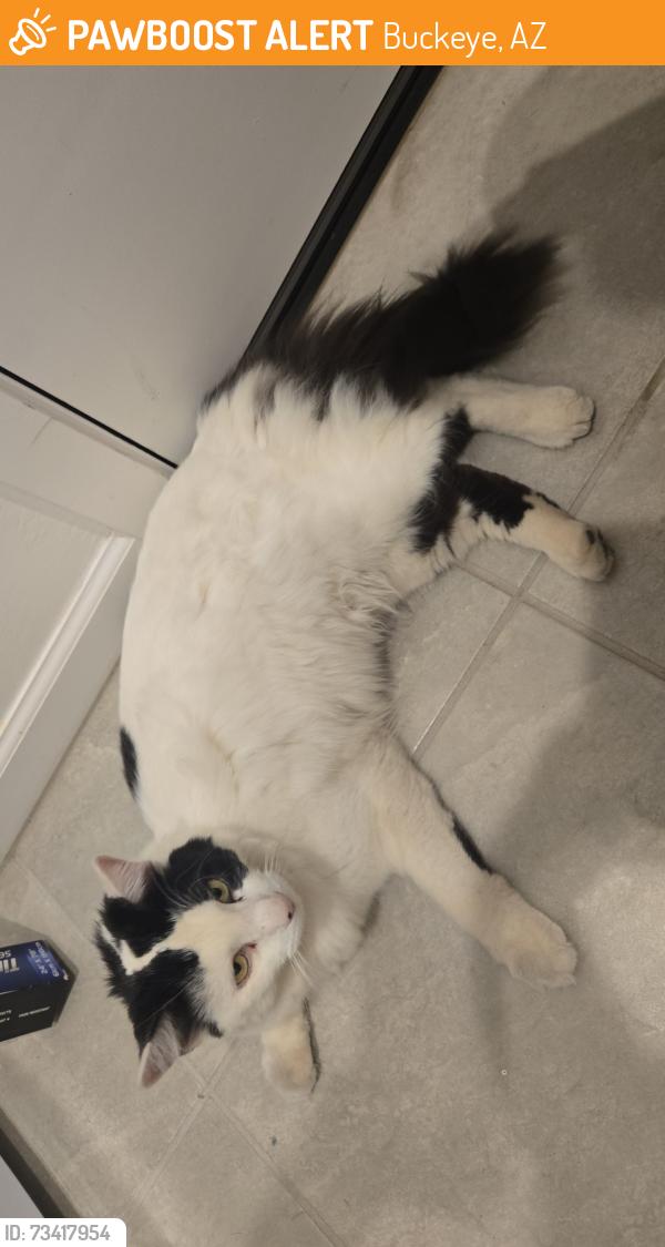 Found/Stray Unknown Cat last seen Watson Rd & Broadway Rd, Buckeye, AZ 85326