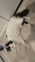 Found/Stray Unknown Cat last seen Watson Rd & Broadway Rd, Buckeye, AZ 85326