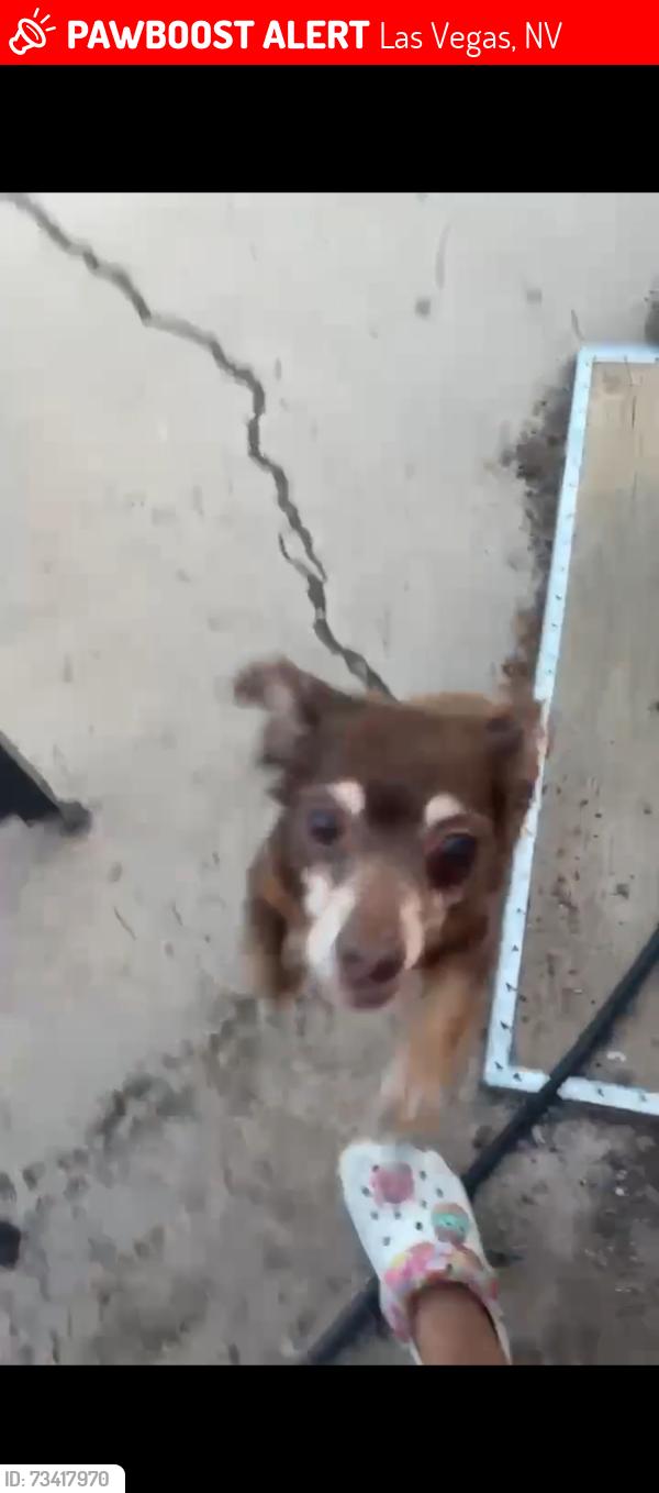 Lost Male Dog last seen Peyton - Crestwood, Las Vegas, NV 89104