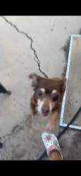 Lost Male Dog last seen Peyton - Crestwood, Las Vegas, NV 89104