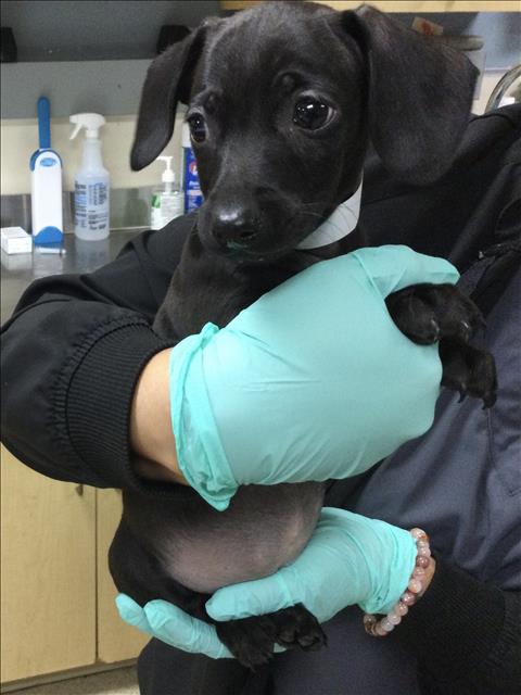 Shelter Stray Female Dog last seen Near BLOCK CRESTMORE RD, JURUPA VALLEY CA 92509, 6851 Van Buren Boulevard, Jurupa Valley, CA 92509, USA
