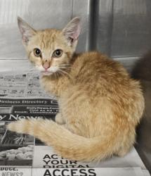Shelter Stray Female Cat last seen , West Valley Animal Shelter, 20655 Plummer St, Chatsworth, CA 91311, USA