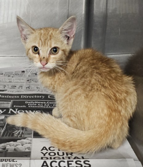 Shelter Stray Female Cat last seen , West Valley Animal Shelter, 20655 Plummer St, Chatsworth, CA 91311, USA