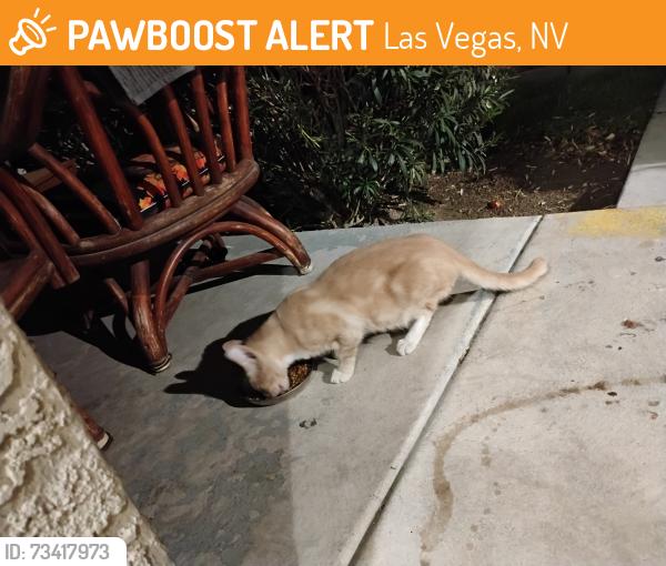 Found/Stray Unknown Cat last seen Caliente, Las Vegas, NV 89119