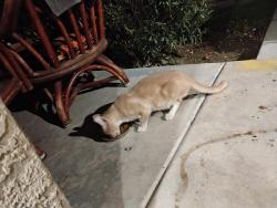 Found/Stray Unknown Cat last seen Caliente, Las Vegas, NV 89119