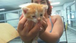 Shelter Stray Male Cat last seen CHARLOTTE, 8315 Byrum Dr, Charlotte, NC 28217, USA