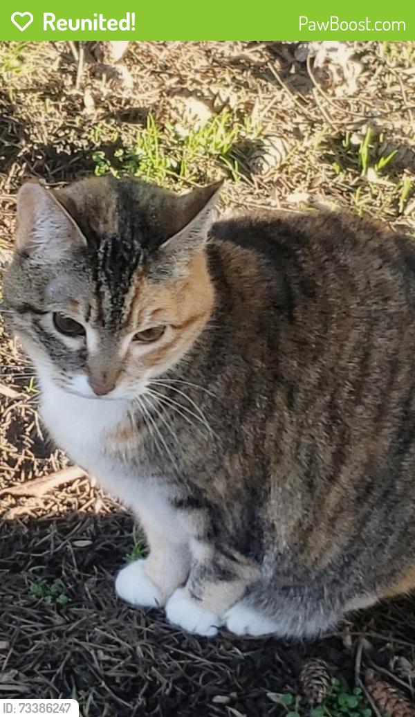 Reunited Female Cat last seen Behind Albertsons on Sunset,Blvd, Renton, WA 98059