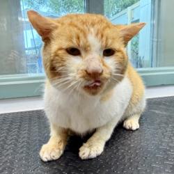 Shelter Stray Male Cat last seen 22nd Ave and 23rd St, Oakland, CA, 1101 29th Ave, Oakland, CA 94601, USA