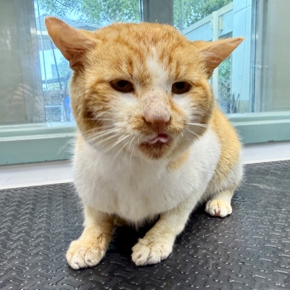 Shelter Stray Male Cat last seen 22nd Ave and 23rd St, Oakland, CA, 1101 29th Ave, Oakland, CA 94601, USA