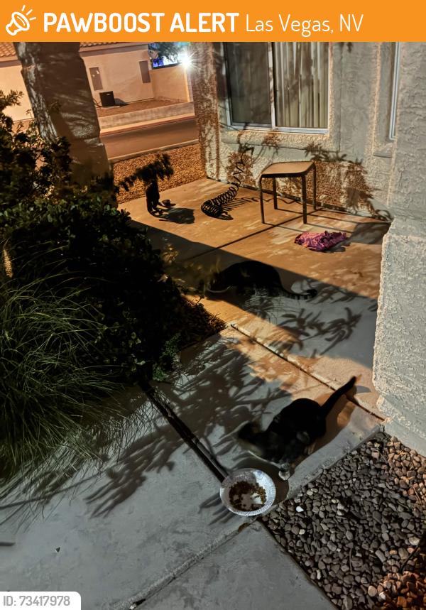 Found/Stray Unknown Cat last seen Pollock and Oyster Pearl, Las Vegas, NV 89183