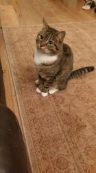 Reunited Female Cat last seen Bracken Avenue / Nightingale lane, Greater London, England 