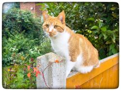 Lost Female Cat last seen EN2, Enfield, Enfield, England 