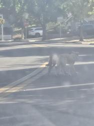 Found/Stray Unknown Dog last seen Clifford, Cupertino, CA 95014