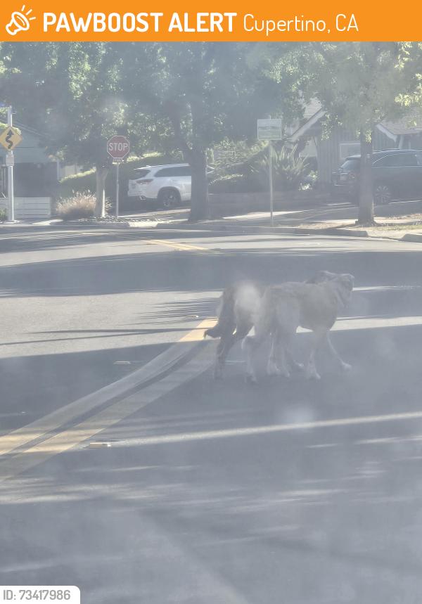 Found/Stray Unknown Dog last seen Clifford, Cupertino, CA 95014