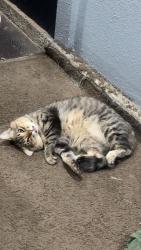 Lost Male Cat last seen Rio vista elementary, Anaheim, CA 92806