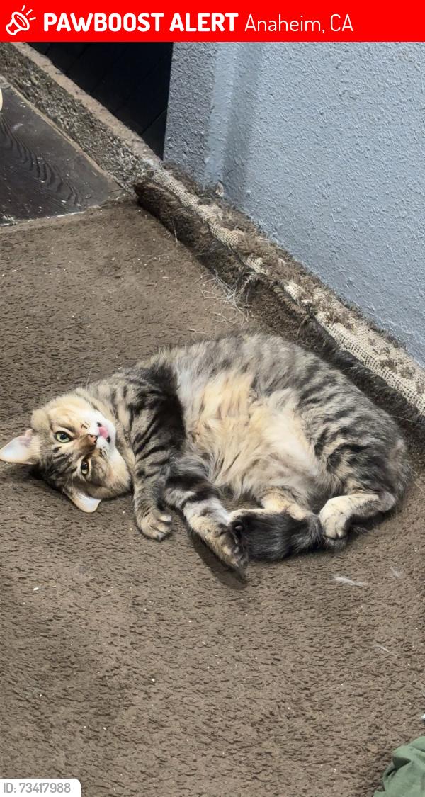 Lost Male Cat last seen Rio vista elementary, Anaheim, CA 92806