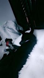 Lost Male Dog last seen Near Westmoreland ct, New Port Richey, FL 34655