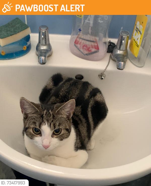 Found/Stray Female Cat last seen Evelyn street post office, Greater London, England 