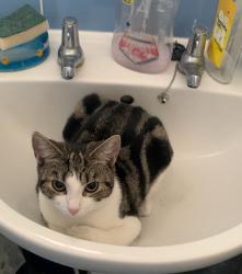 Found/Stray Female Cat last seen Evelyn street post office, Greater London, England 