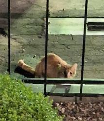 Found/Stray Unknown Cat last seen Swan and 22nd, Tucson, AZ 85711