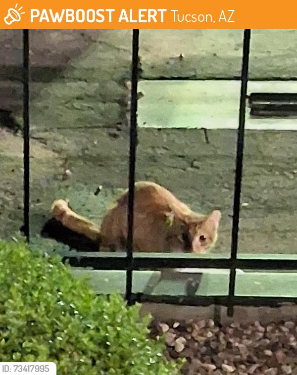 Found/Stray Unknown Cat last seen Swan and 22nd, Tucson, AZ 85711