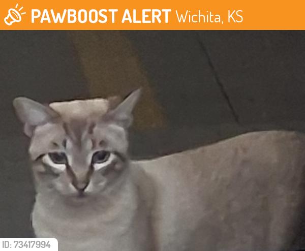 Found/Stray Unknown Cat last seen Near E Douglas Ave, Wichita, KS 67218