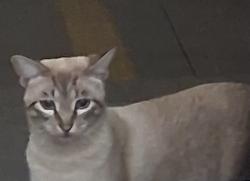 Found/Stray Unknown Cat last seen Near E Douglas Ave, Wichita, KS 67218