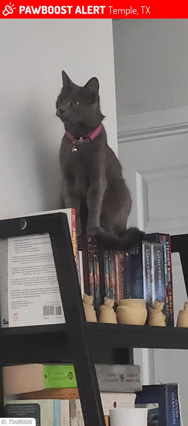 Lost Female Cat last seen Piedmont and Nugent, Temple, TX 76504