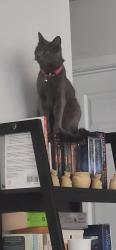 Lost Female Cat last seen Piedmont and Nugent, Temple, TX 76504