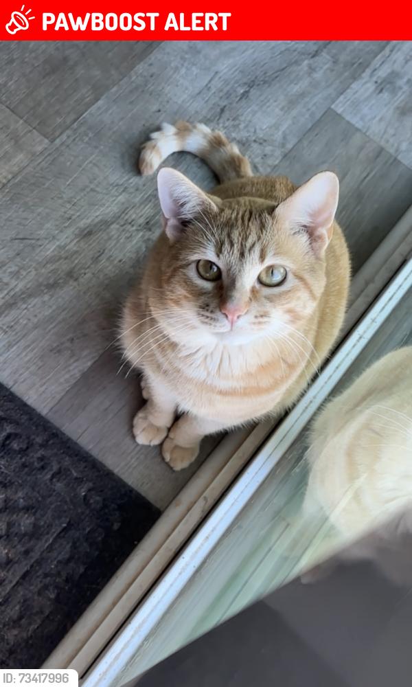 Lost Male Cat last seen Yadkin River Park, Davidson County, NC 27299