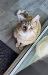 Lost Male Cat last seen Yadkin River Park, Davidson County, NC 27299