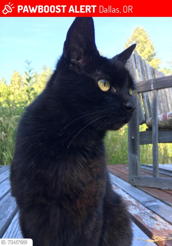 Lost Female Cat last seen Rural area, Dallas, OR 97338
