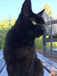 Lost Female Cat last seen Rural area, Dallas, OR 97338