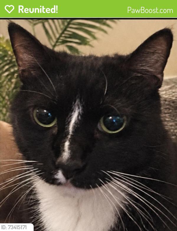 Reunited Male Cat last seen Pennsylvania and Arlington, Torrance, CA 90501