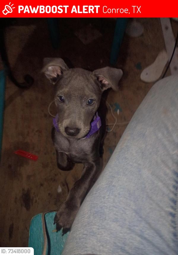 Lost Female Dog last seen F M 1485, Conroe, TX 77306