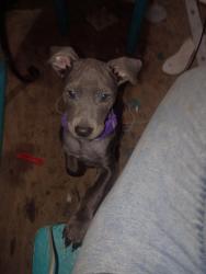 Lost Female Dog last seen F M 1485, Conroe, TX 77306