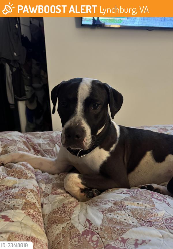 Found/Stray Male Dog last seen Harrison and 11th, Lynchburg, VA 24504