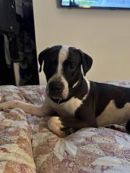 Found/Stray Male Dog last seen Harrison and 11th, Lynchburg, VA 24504